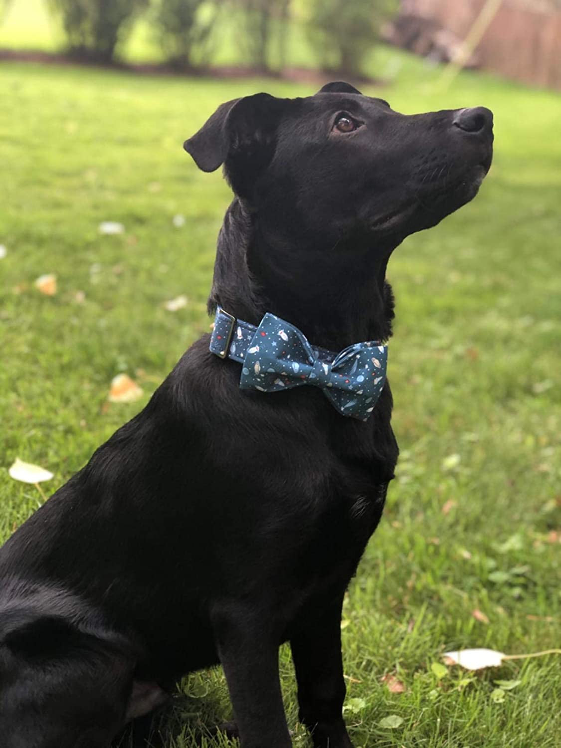 Dog Collar with Bow, Cotton & Webbing Boy Bow Dog Collar X-Large | Pet Collar with Bow, Male Pet Collar for Large Dogs, Soft Cotton, Sturdy Metal Buckle, Ideal for Birthday, Neck 16-26In