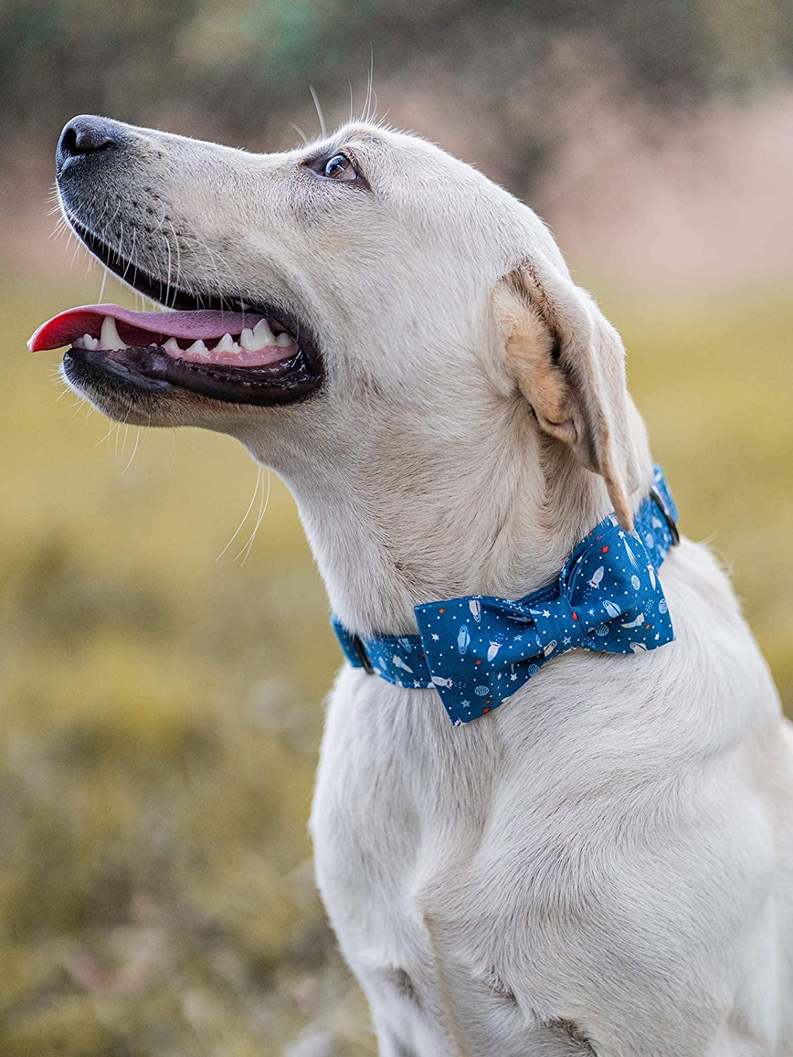 Dog Collar with Bow, Cotton & Webbing Boy Bow Dog Collar X-Large | Pet Collar with Bow, Male Pet Collar for Large Dogs, Soft Cotton, Sturdy Metal Buckle, Ideal for Birthday, Neck 16-26In